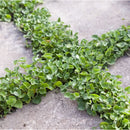 Dichondra Repens Kidney Weed | Wholesale Plants