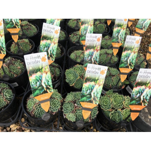 Echevira Elegans | Wholesale Plants