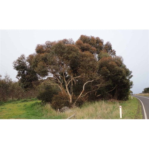 Eucalyptus Cladocalyx Bushy Sugar Gum - Cheapest plants online