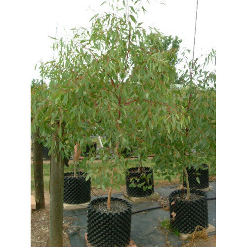 Eucalyptus Euky Dwarf - Cheapest plants online
