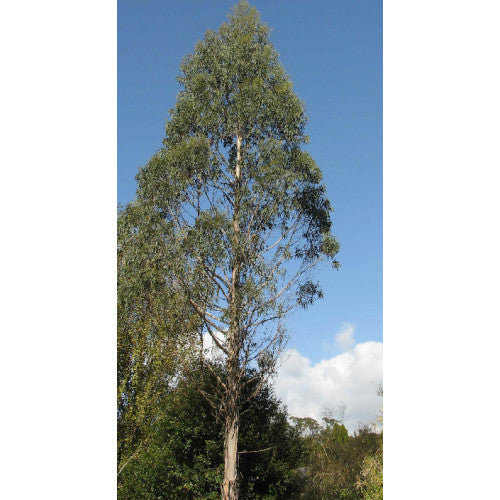 Eucalyptus Ovata Swamp Gum - Cheapest plants online