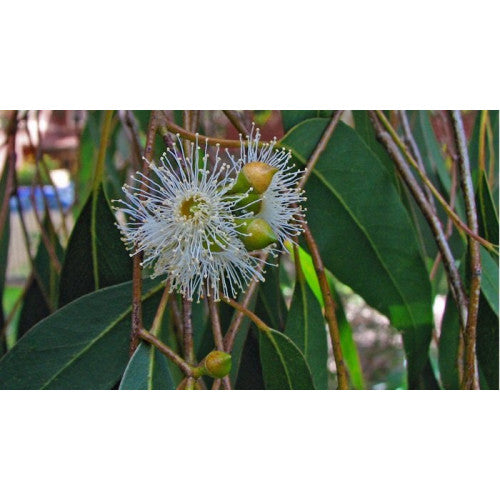 Eucalyptus Ovata Swamp Gum - Cheapest plants online