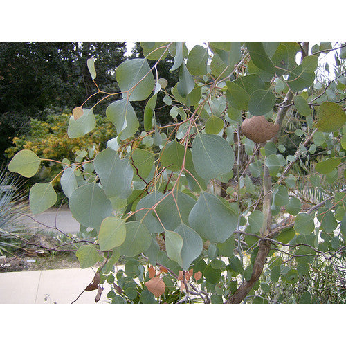Eucalyptus Polyanthemos Red Box - Cheapest plants online