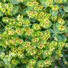 Euphorbia Martinii Tiny Tim
