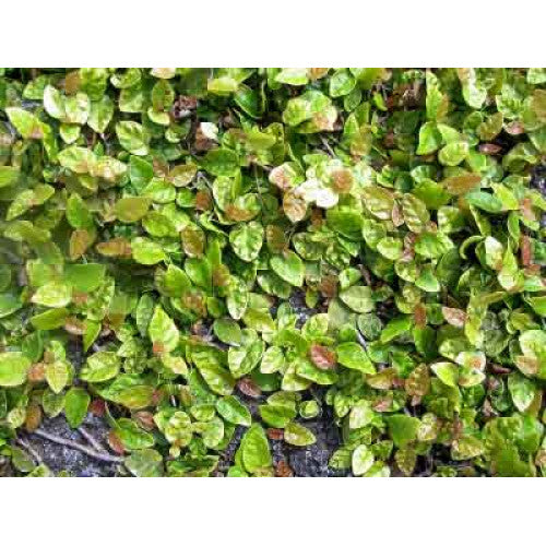 Ficus Pumila | Wholesale Plants