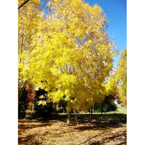 Fraxinus Excelsior Aurea Golden Ash - Cheapest plants online