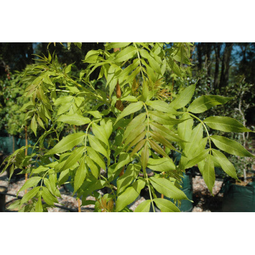 Fraxinus Excelsior Aurea Golden Ash - Cheapest plants online