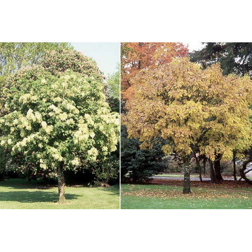 Fraxinus Ornus Flowering Ash - Cheapest plants online