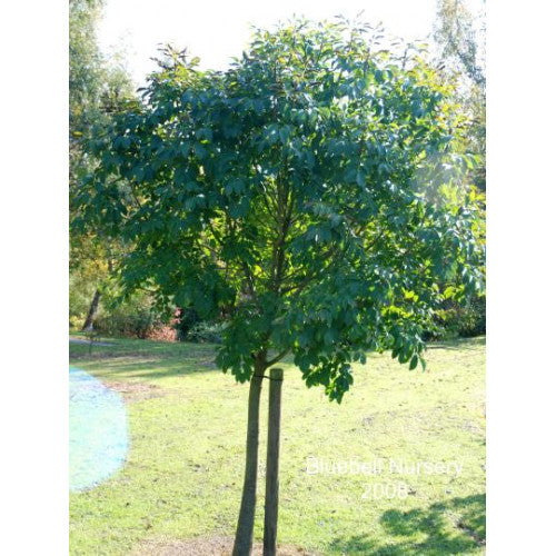 Fraxinus Ornus Flowering Ash - Cheapest plants online