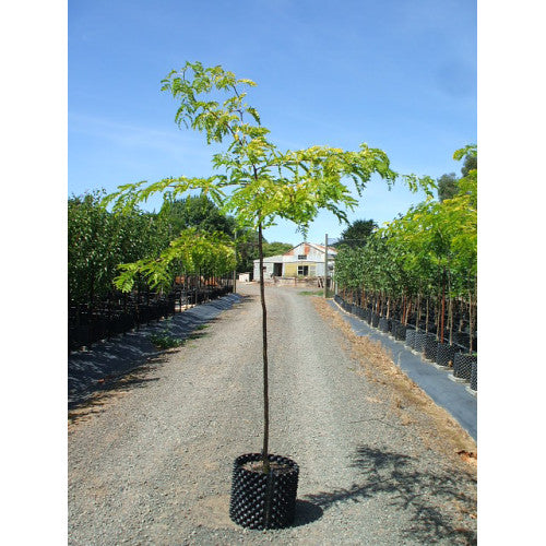 Gleditsia Triacanthos Limegold - Cheapest plants online