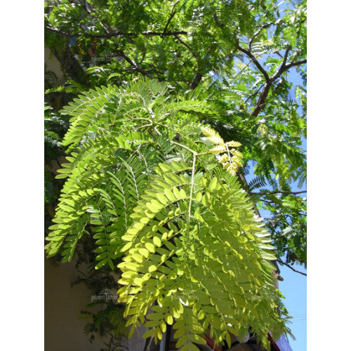 Gleditsia Triacanthos Limegold - Cheapest plants online