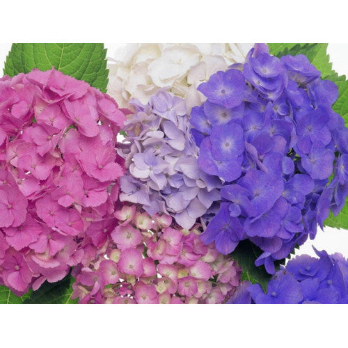 Hydrangea Macrophylla | Wholesale Plants