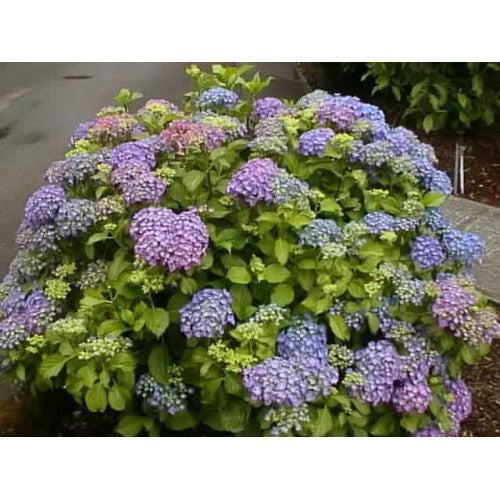 Hydrangea Macrophylla | Wholesale Plants