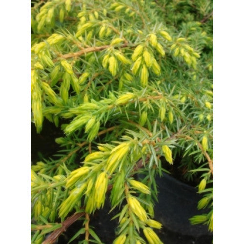 Juniperus Communis Depressa Aurea | Wholesale Plants