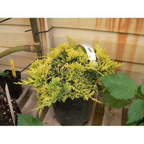 Juniperus Horizontalis Mother Lode | Wholesale Plants
