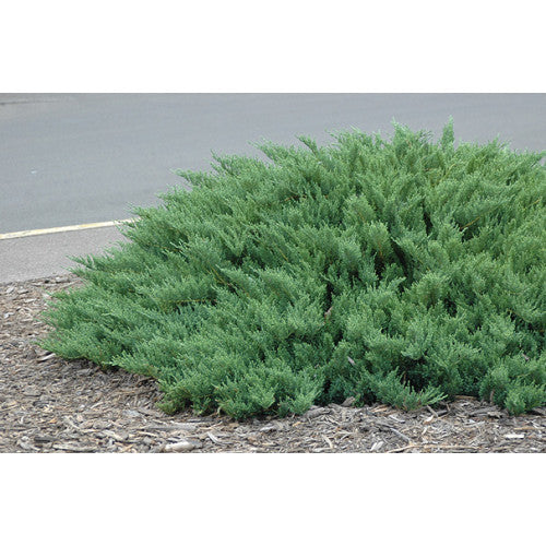 Juniperus Sabina, Savin Juniper | Wholesale Plants