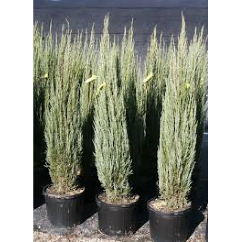 Juniperus Scopulorum Skyrocket - Cheapest plants online