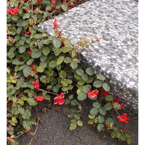 Kennedia Prostratae | Wholesale Plants