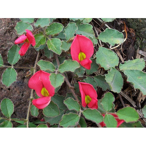 Kennedia Prostratae | Wholesale Plants