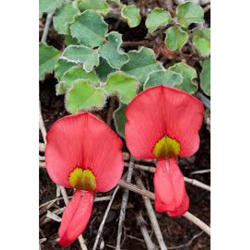 Kennedia Prostratae | Wholesale Plants