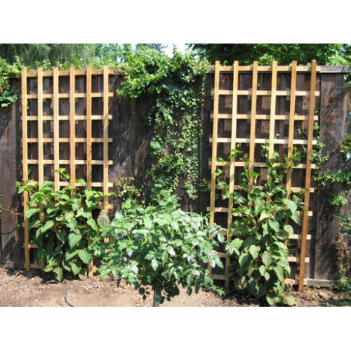 Kiwi Fruit Female | Wholesale Plants