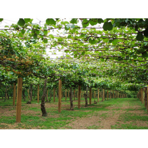 Kiwi Fruit Male | Wholesale Plants