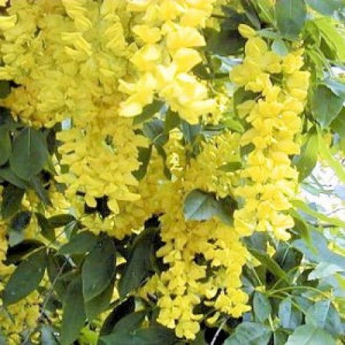 Koelreuteria Paniculata, Golden-Rain Tree - Cheapest plants online