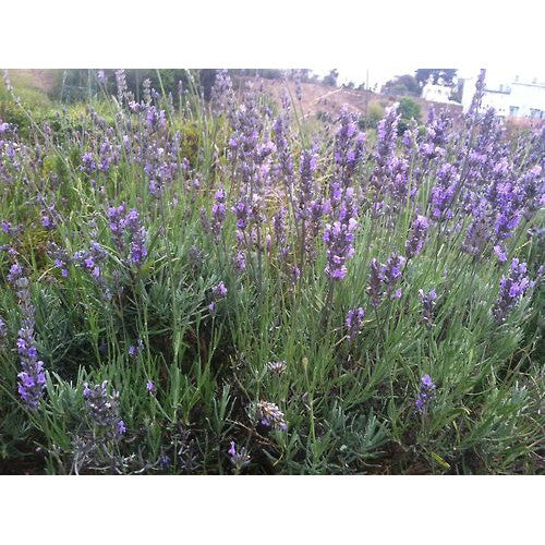 Lavender Augustifolia English Lavender | Wholesale Plants
