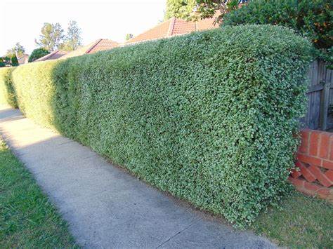 Pittosporum Tenuifolium