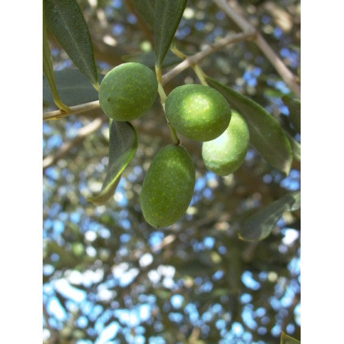 Olea Olive Correggiola | Wholesale Plants