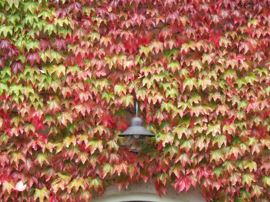 Parthenocissus Tricuspidata, Boston Ivy