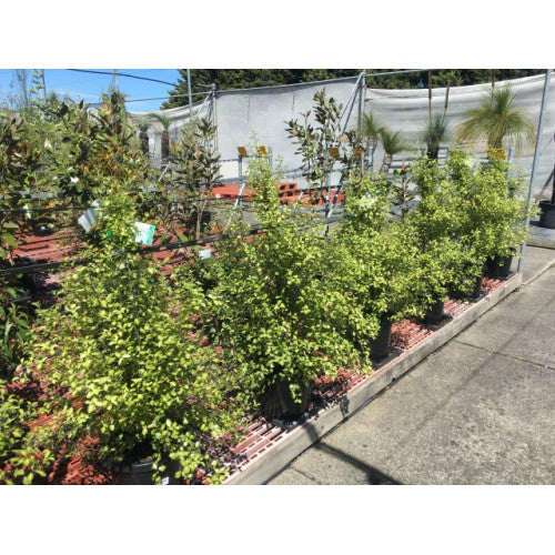 Pittosporum Tenuifolium Sunburst - Cheapest plants online