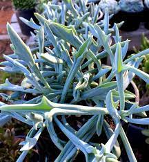 Senecio Trident Blue
