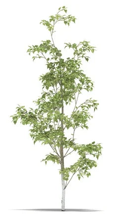 Betula Pendula Alba, Silver Birch