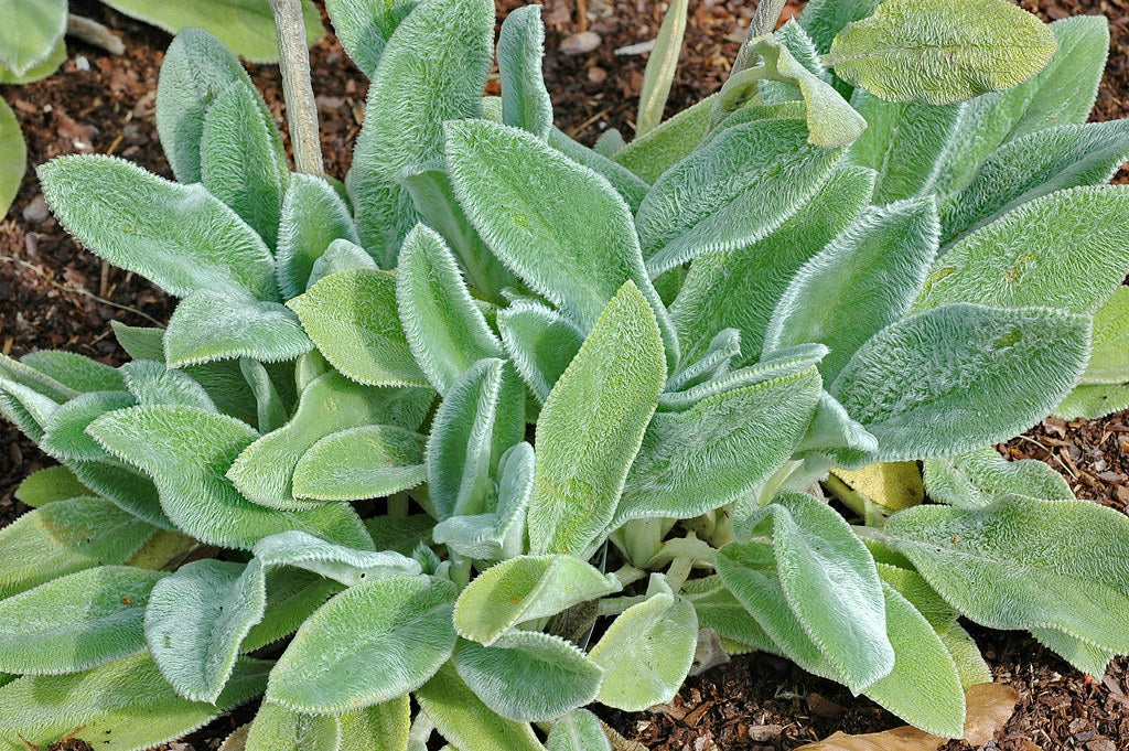 Stachys Lanata Lambs Ear