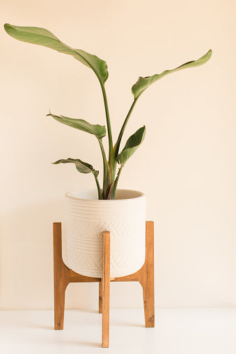 Strelitzia Nicolai Giant Bird Of Paradise