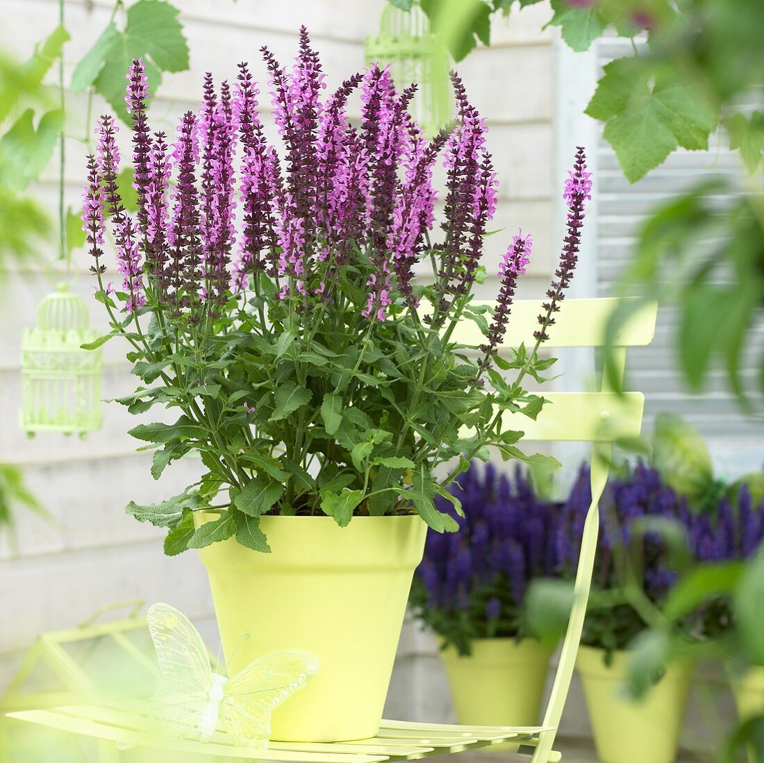 Salvia Rose Sensation