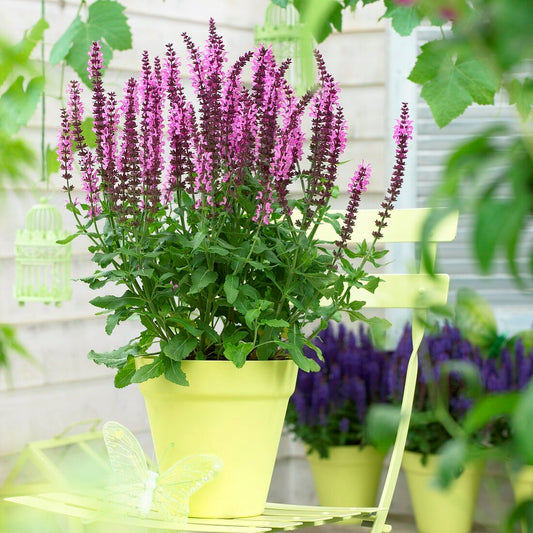 Salvia Rose Sensation
