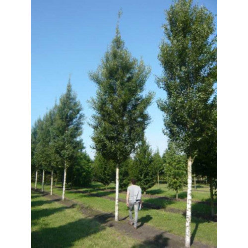 Betula Pendula Fastigiata - Cheapest plants online
