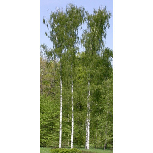 Betula Pendula Fastigiata - Cheapest plants online