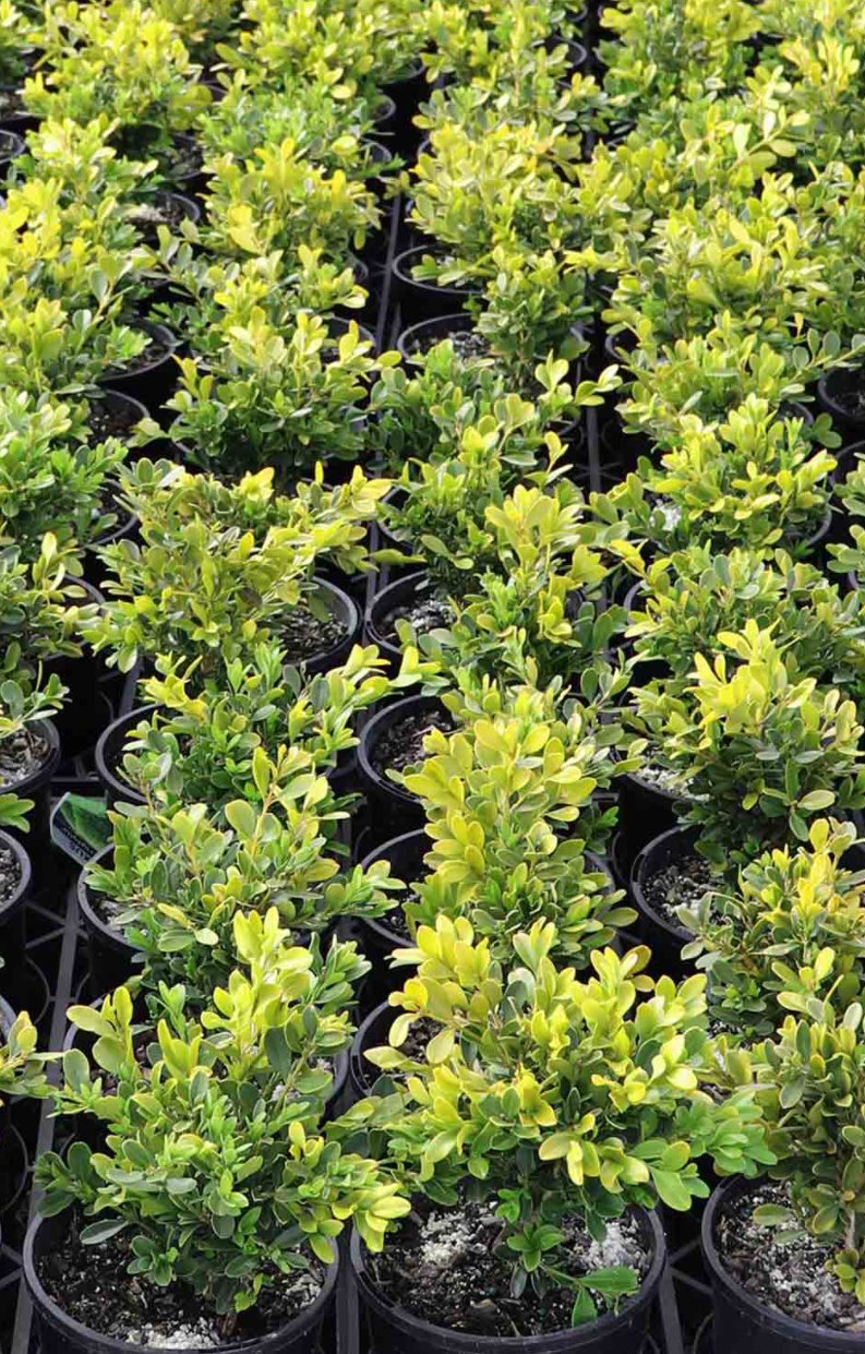 Box Hedge Planting Package - Buxus microphylla Japonica