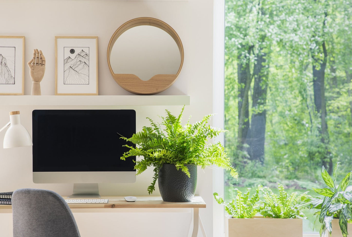 Office Desk Plant Package - Planting Packages Australia