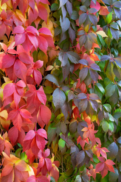 Parthenocissus Quinfiloia Virginian Creeper