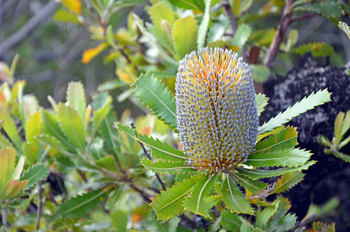 Coastal Plant Package - Plant Packages Australia