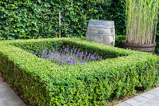 Buxus Sempervirens English Box
