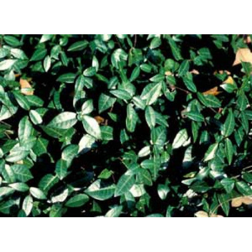 Trachelospermum Asiaticum, Japanese Star Jasmine | Wholesale Plants