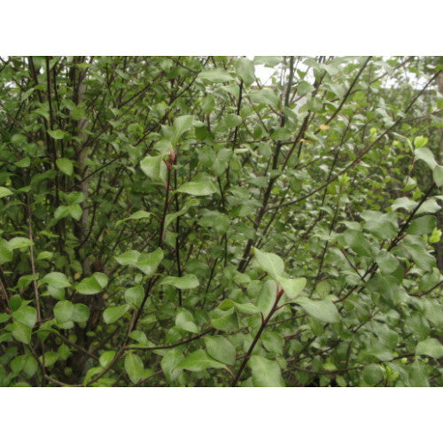 Pittosporum Silver Sheen - Cheapest plants online