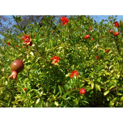 Punica Granatum Nana Pomegranate | Wholesale Plants