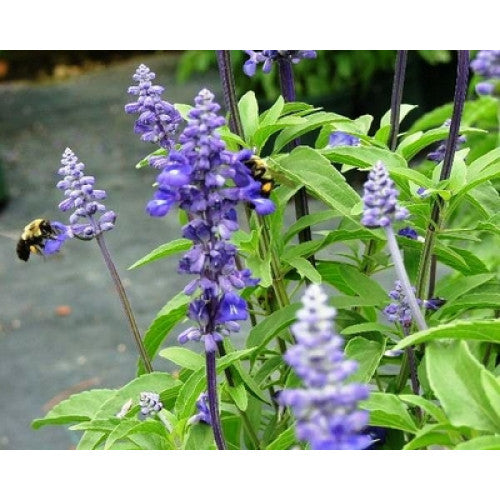 Salvia Victoria Blue | Wholesale Plants