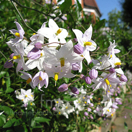 Solanum Jasminoides Potato Vine | Wholesale Plants